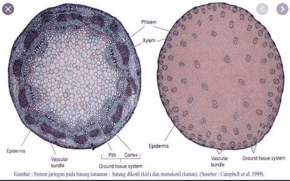 xilem-dan-floem-6856506-7203847-png