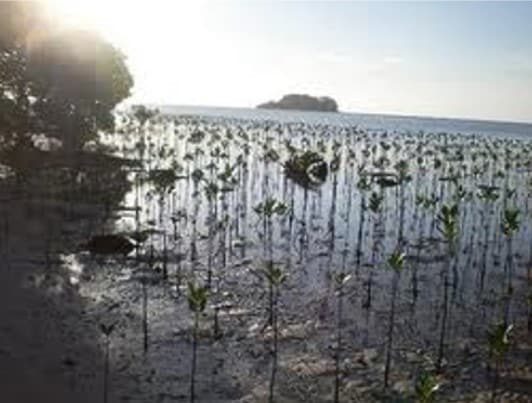 cara-penanggulangan-pencegahan-abrasi-4048262