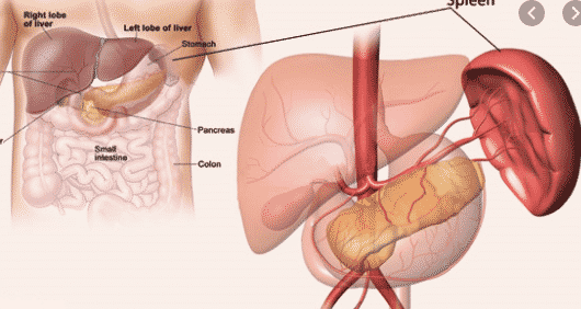 penyakit-limpa-9766489-8049475-png