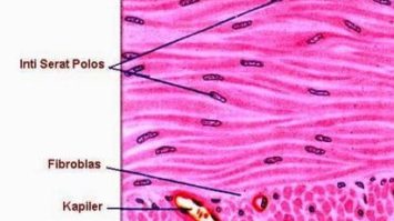 pengertian-otot-polos-5071516-8993229-jpg