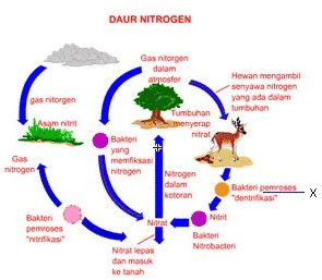 1-nitrogen-1-2969396
