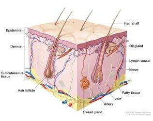 anatomi-rambut-1375501