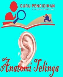 anatomi-telinga-4772621-5162625-jpg