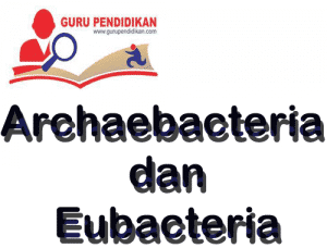 archaebacteria-dan-eubacteria-300x228-3090675-4813515-png
