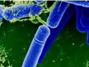 bacillus-6766091