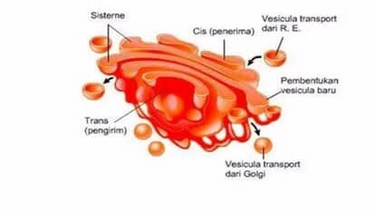 badan-golgi-8795755