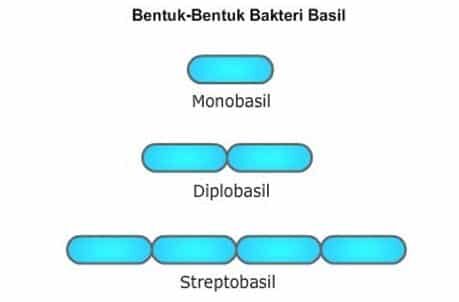 bakteri-basil-6661054