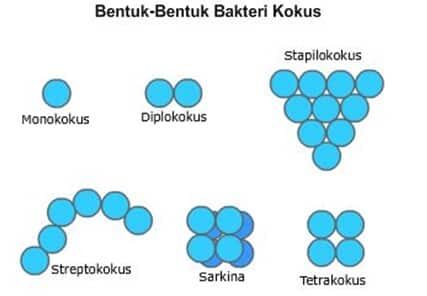 bakteri-kokus-9441292