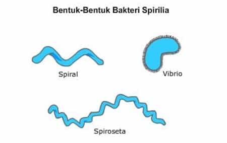 bakteri-spirilia-6833041