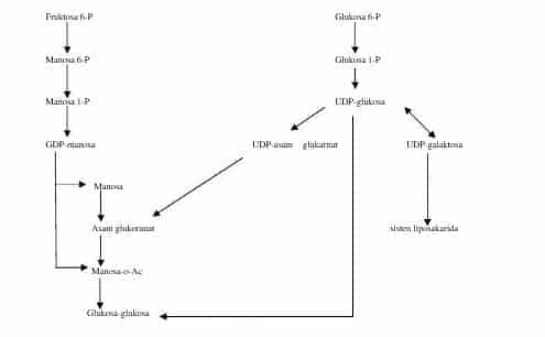 biosintesis-gum-xanthan-8994954