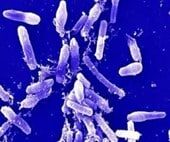 clostridium-thermo-saccha-9198390