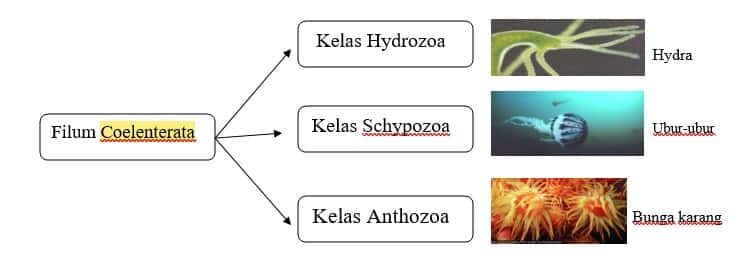 coelenterata-3642264