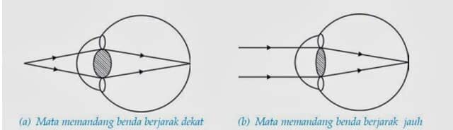 daya-akomodasi-mata-8689102
