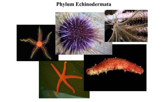 echinodermata-7110793