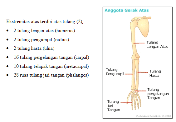 ekstremitas-atas-2153958