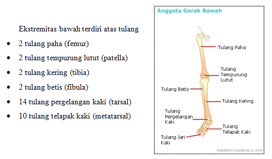 ekstremitas-bawah-1792057