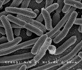escherichia-coli-1789817