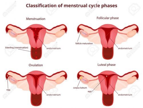 fase-menstruasi-8184347