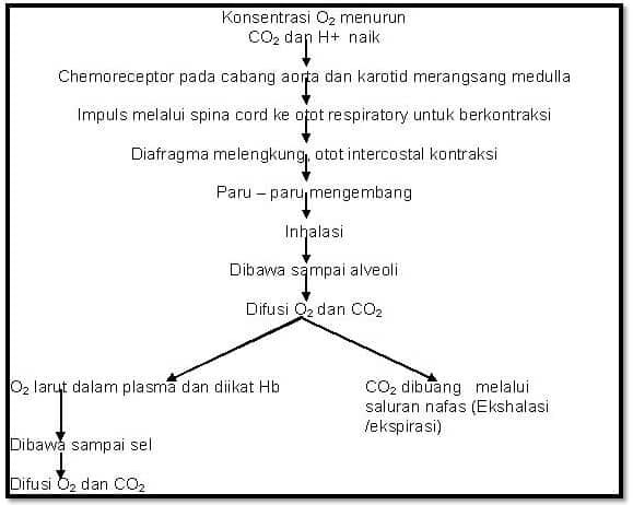 fisiologi-sistem-pernafasan-3927166