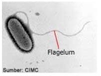 flagelum-6113078