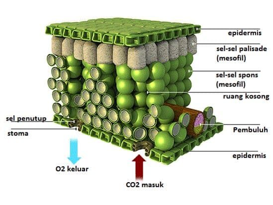 fungsi-jaringan-epidermis-2301704