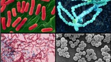 gambar-bakteri-5062095-7745550-jpg