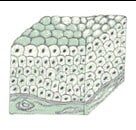 gambar-epitel-transisional-2147813