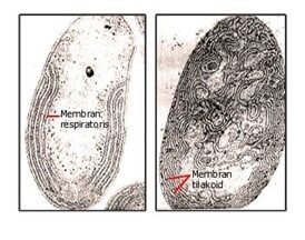 gambar-granula-4498117
