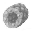 gambar-jaringan-silindris-berlapis-banyak-semu-5529504