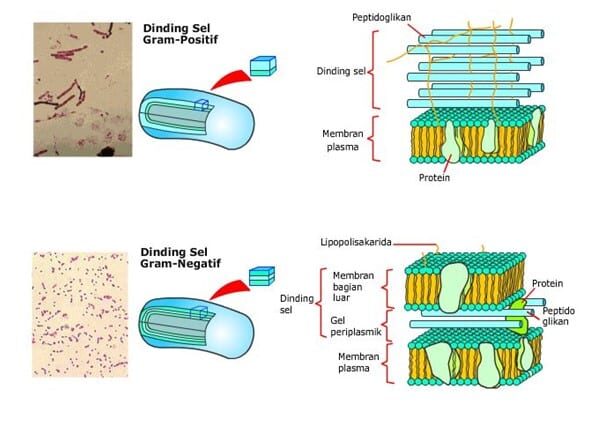 gambar-membran-plasma-5284867