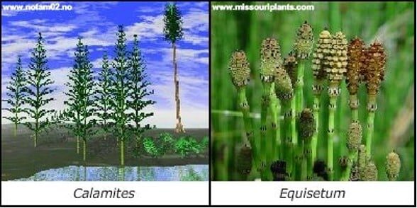 gambar-tumbuhan-paku-ekor-kuda-equisetinae-5401082