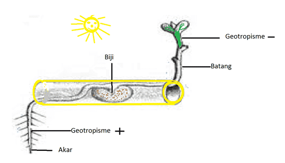 geotropisme-positif-dan-negatif-6983002