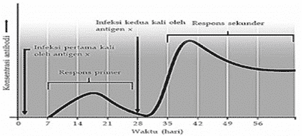 grafik-respon-kekebalan-primer-dan-sekunder-8725473