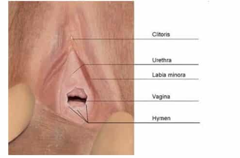 hymen-selaput-dara-4959938