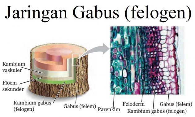 jaringan-gabus-630x380-2841775