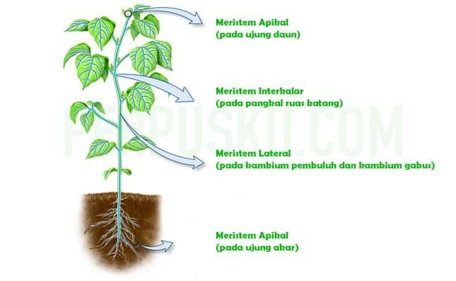 jaringan-meristem-6440831
