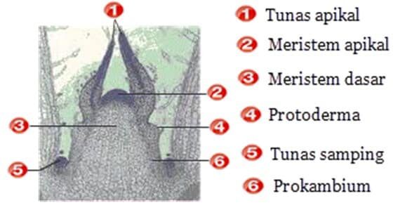 jaringan-meristem-7125135