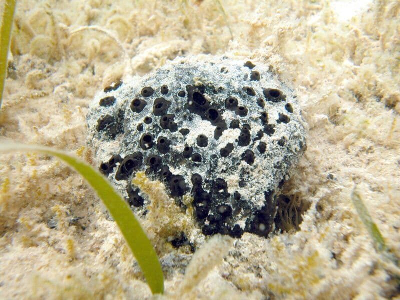 kelas-demospongiae-7144902