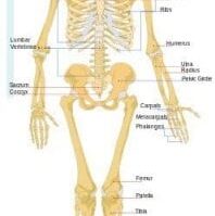 kerangka-manusia-3067146-6460569-jpg