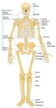 kerangka-manusia-8497743