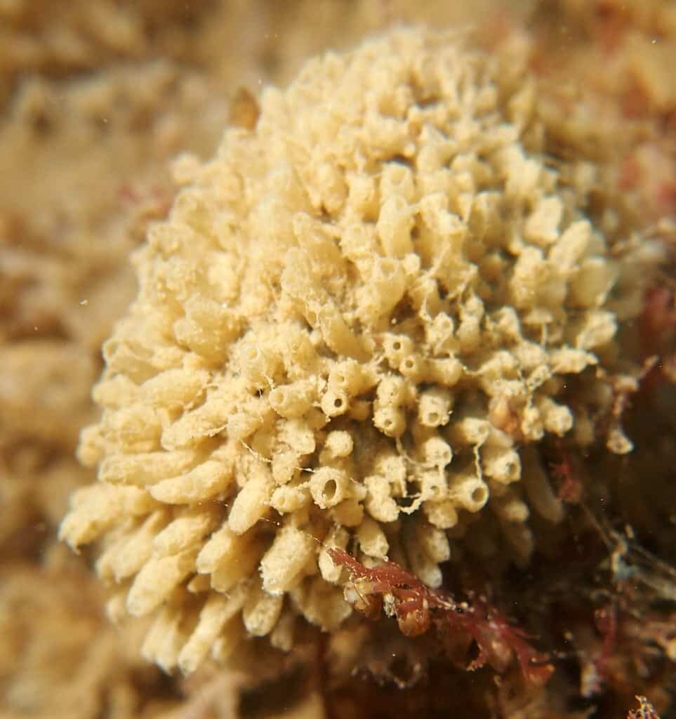 klas-hexactinellida-hyalospongiae-1-6141797