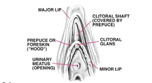 klitoris-analog-6967348