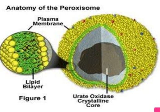 lisosom-2409689