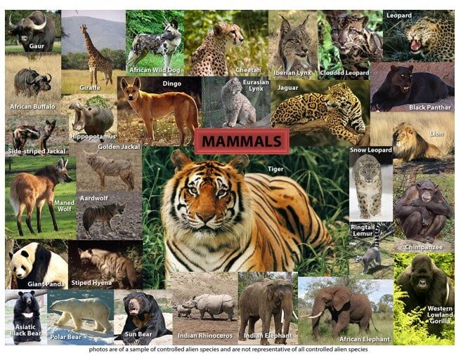 mammalia-9513760