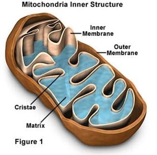 mitokondria-the-power-house-2726384