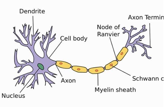neuron-3678598