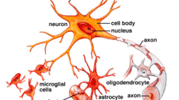 neuron-dan-neuroglia-1693561-5858800-png