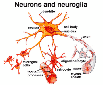 neuron-dan-neuroglia-1693561-5858800-png