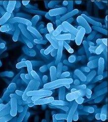 nitrosomonas-dan-nitrosococcus-1211382