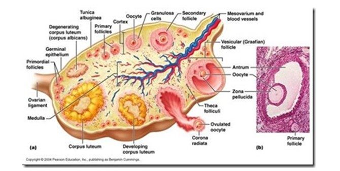 ovarium-3700496